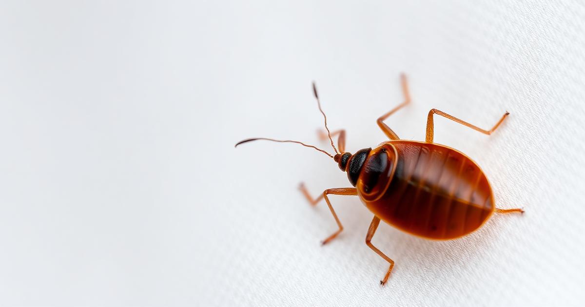 كمادة ثلج ملفوفة في قماش لتخفيف حكة قرصة البق - إسعاف أولي منزلي