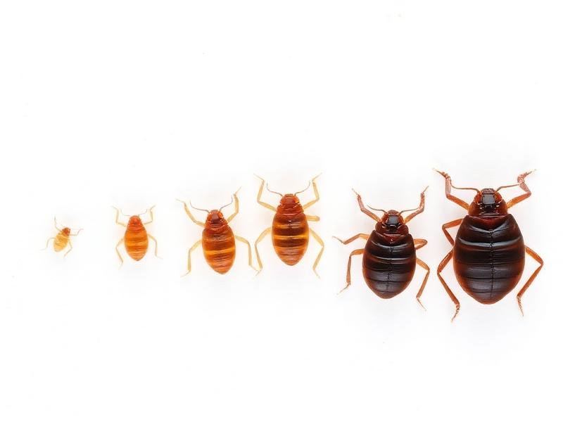 المراحل الخمس لحوريات بق الفراش مرتبة من الأصغر شفافة إلى الأكبر بنية داكنة