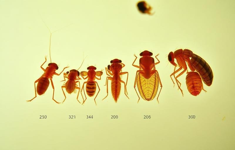 مقارنة بين أنواع البراغيث المختلفة تحت المجهر